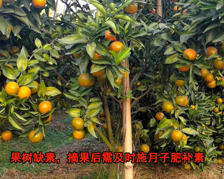 要施月子肥1.jpg