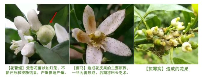 防治病虫害.jpg