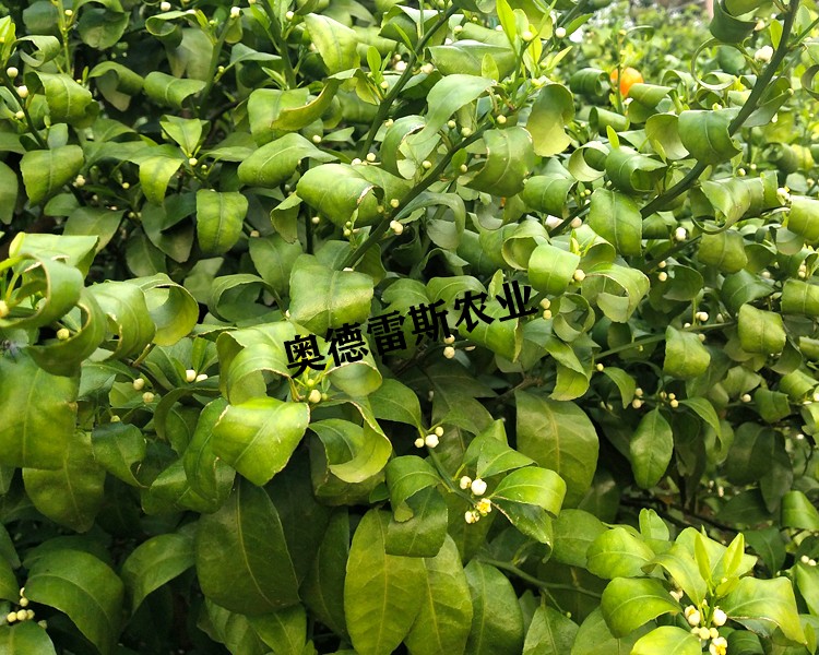 缺硼.jpg