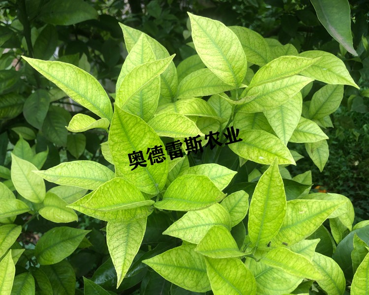 缺铁.jpg