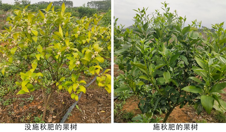 花芽分化.jpg