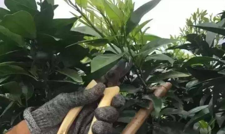除稍.jpg