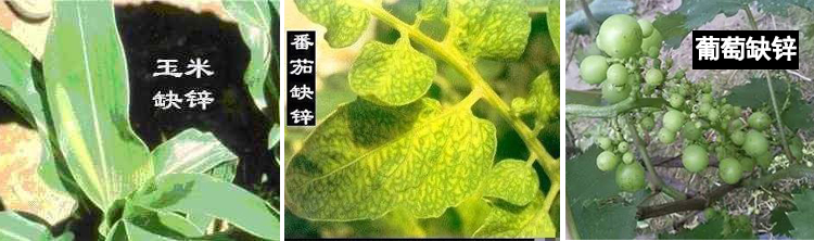 缺锌1.jpg