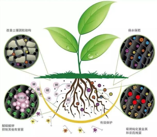 菌肥.jpg