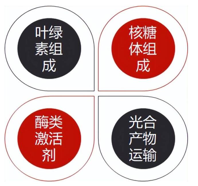 镁的功效.jpg