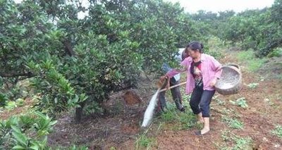 柑橘下肥.jpg