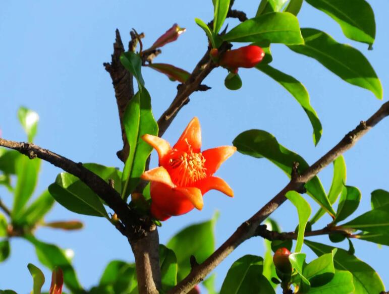 石榴树开花.jpg