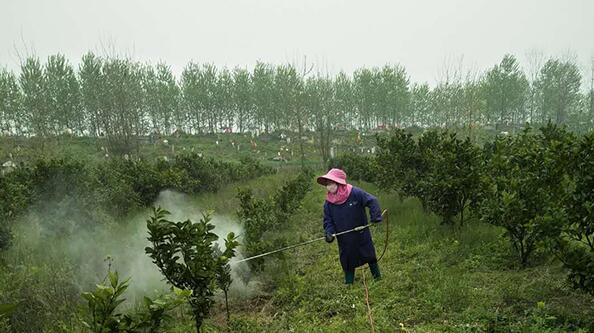 脐橙2.jpg