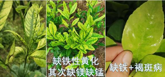 缺铁.jpg
