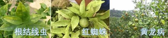 病虫.jpg