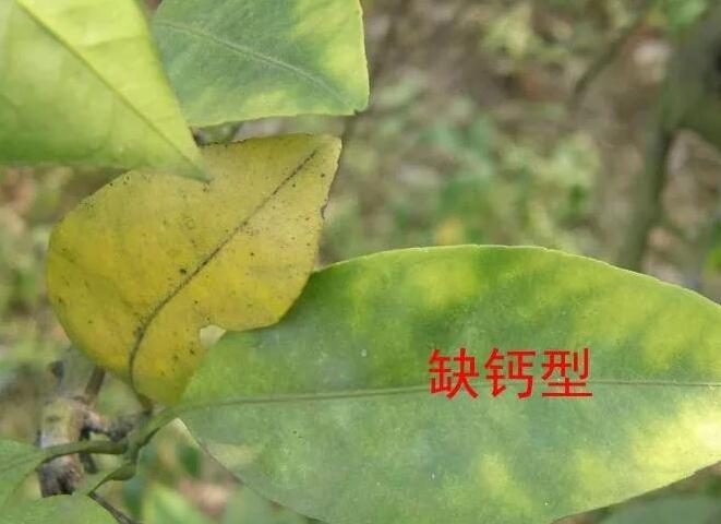 缺钙.jpg