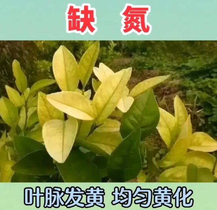 缺氮.jpg