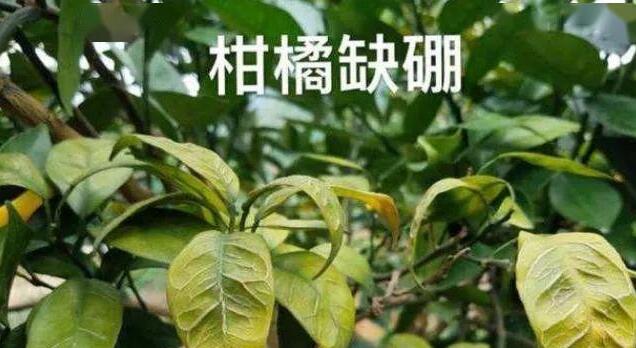 缺硼.jpg