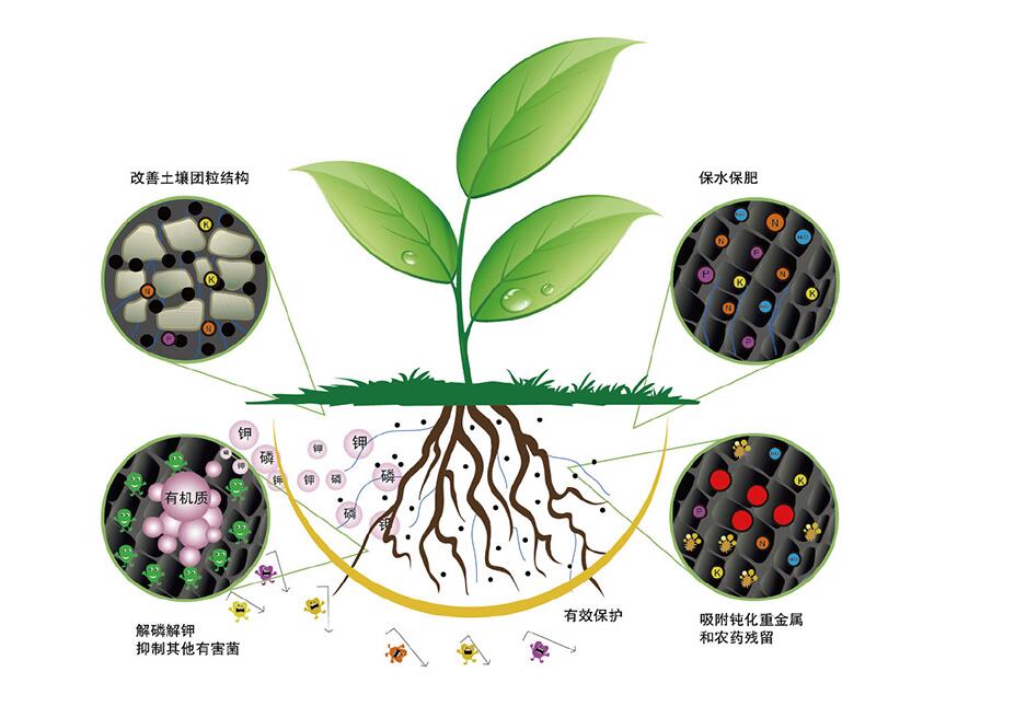 菌种的作用.jpg