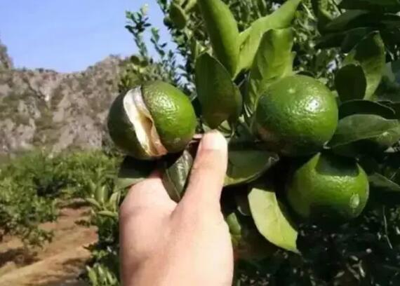 果实.jpg
